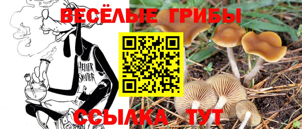 Тула  Псилоцибиновые грибы мицелий  Вход с VPN  Галлюциногенные грибы Cubensis 